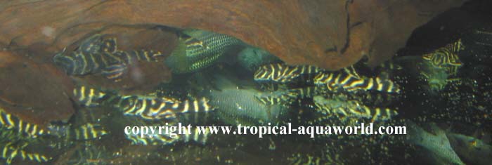 L 270 Hypancistrus sp2