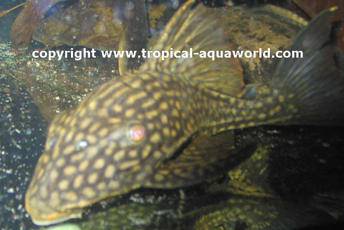L 27a  Panaque Nigrolineatus Dot