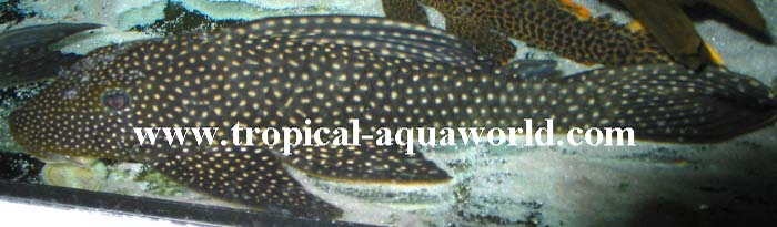 L 311 Hypostomus margaritifer