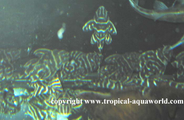 L 316 Hypancistrus sp