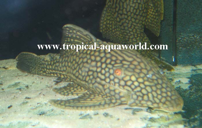 L 330 Panaque cf. Nigrolineatus Royal Dot