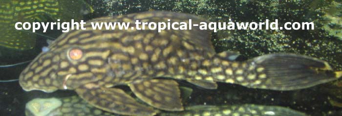 L 330 Panaque cf. Nigrolineatus Royal Dot2