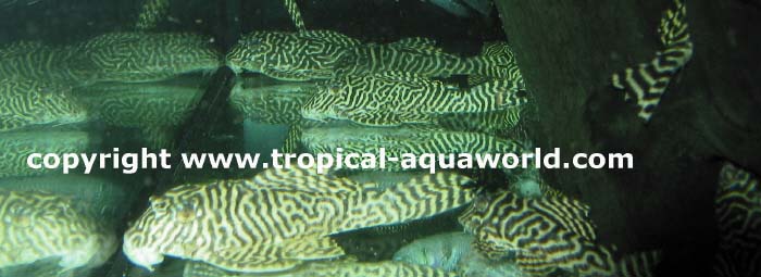 L 333 Hypancistrus sp. Gold