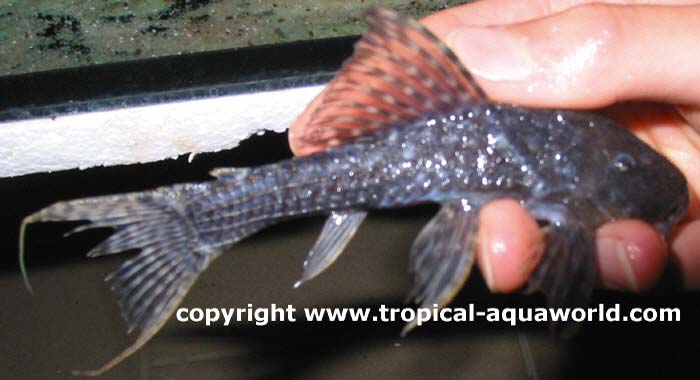L 64 Pseudacanthicus sp