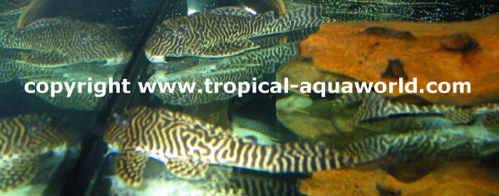 L 66 Hypancistrus sp. King Tiger