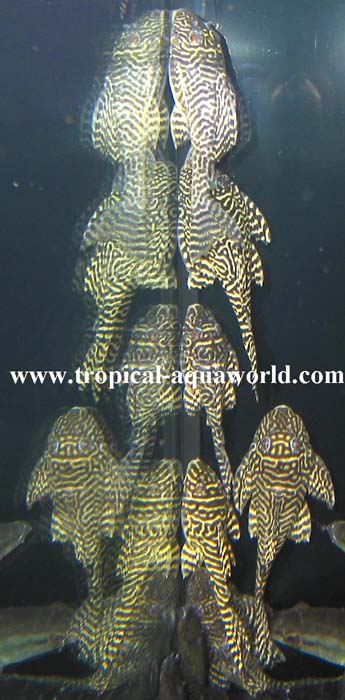 L 66 Hypancistrus sp