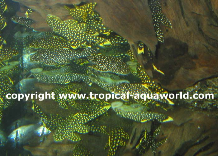 L 81 Baryancistrus sp.