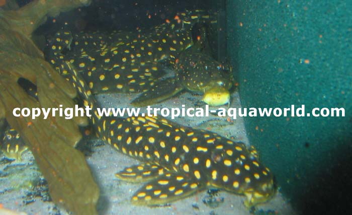 L 82  Scobiancistrus sp