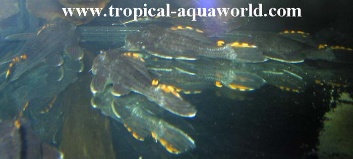 L 91 Leporacanthicus Triactis