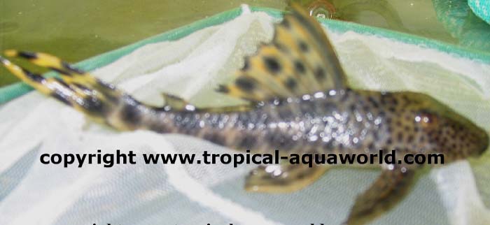 L124 Hypostomus sp. Venezuela