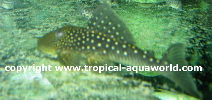 L128 Chaestostoma sp. Venezuela