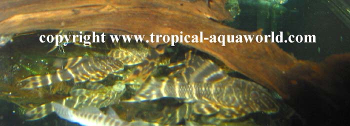 L129 Hypancistrus sp