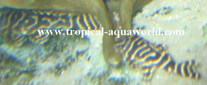 L129 Hypancistrus sp2
