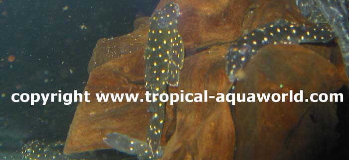 L136b Hypancistrus sp