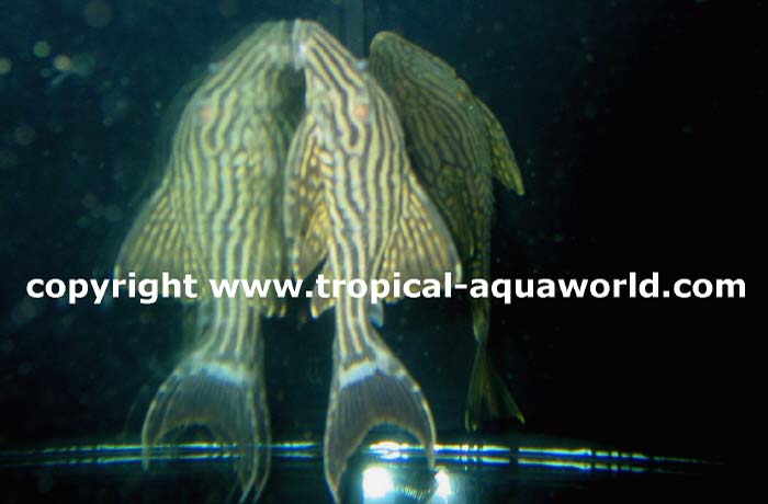 L190 Panaque sp. Royal Pleco