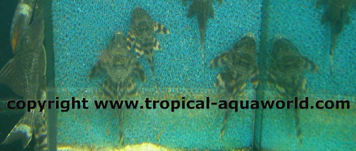 L205 Peckoltia sp. Peru
