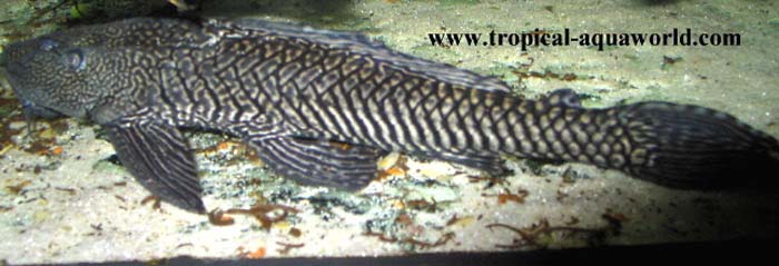 L21a Glyptoperichthys Anisitsi