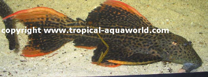 L25 Pseudacanthicus sp. Scarlet red red