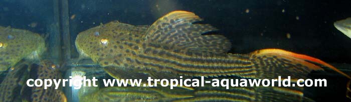 L25 Pseudacanthicus sp. Scarlet