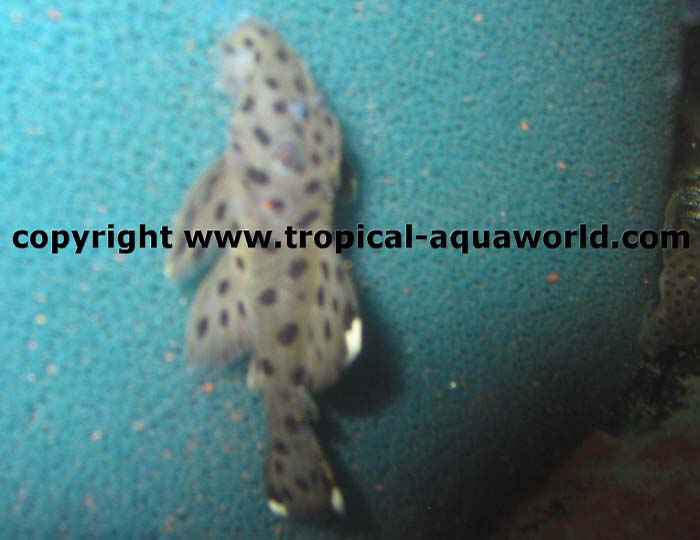 L264 Leporacanthicus Joselimai