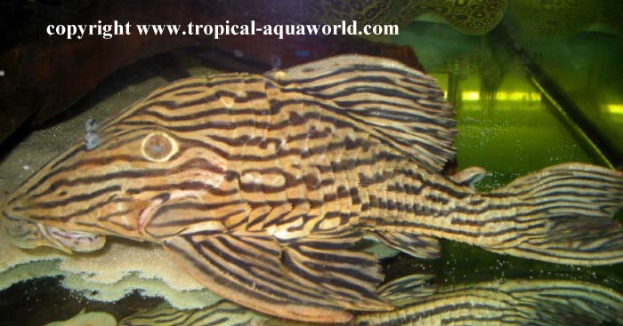 L27 Panaque cf.Nigrolineatus Xingu
