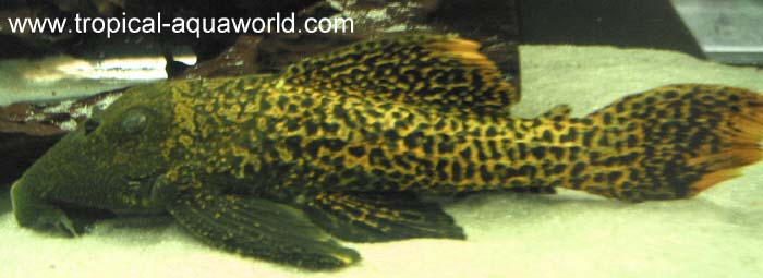 L273 Pseudacanthicus sp. Titanic Gold