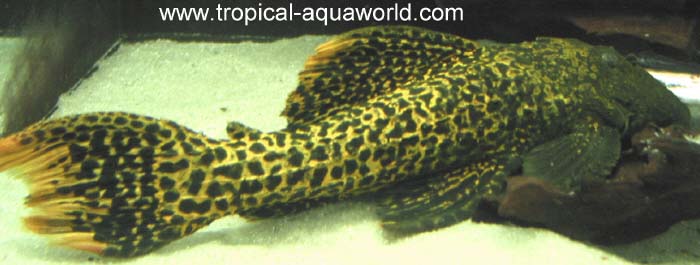L273 Pseudacanthicus sp. Titanic Gold2