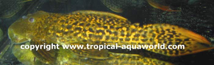 L273 Pseudacanthicus sp. Titanic