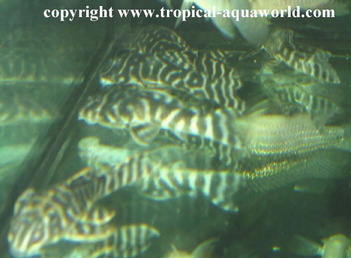 L316 Hypancistrus sp