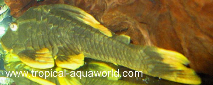 L360 Cochliodon sp