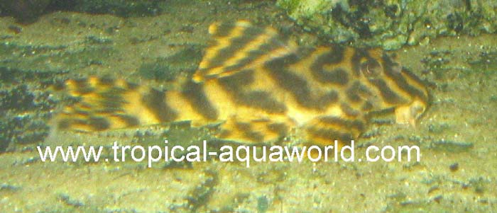 LDA 19 Hypancistrus Mega Clown
