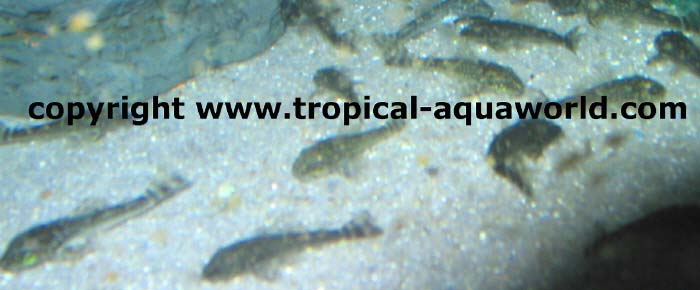 LDA 25 Hypostomus sp.  Pitbull - Pleco