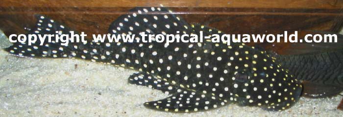 LDA 33 Baryancistrus sp. Snowball-Baryancistrus