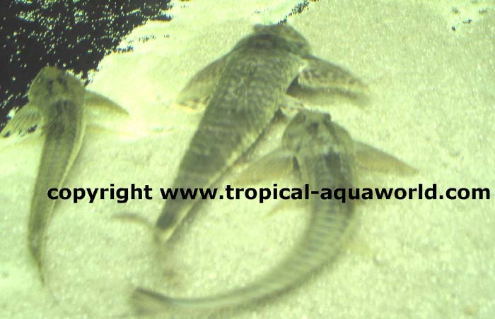 Loricaria Parvae
