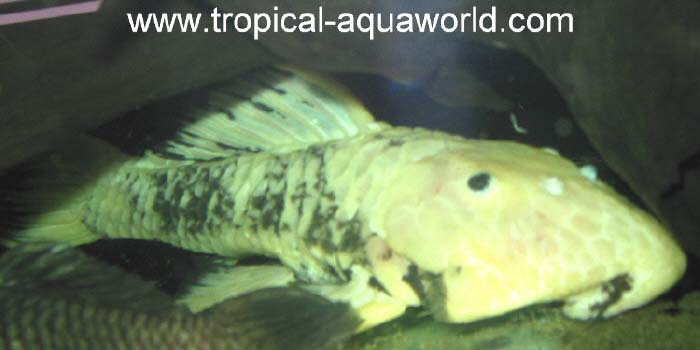 Parancistrus aurantiacus yellow-gold