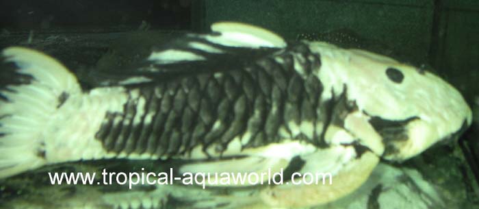 Parancistrus aurantiacus yellow-gold2
