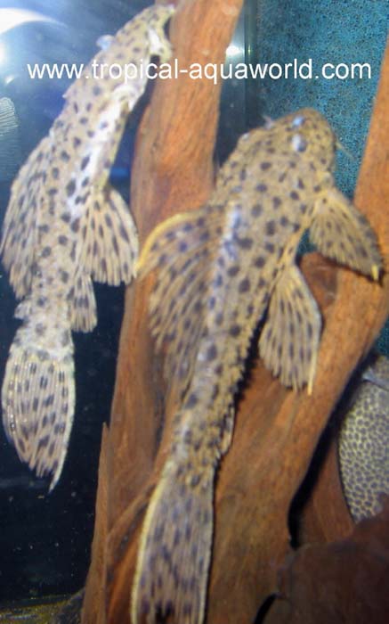 Pseudacanthicus spinosus