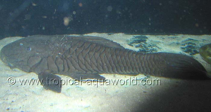 Rinelepis Aspera 1