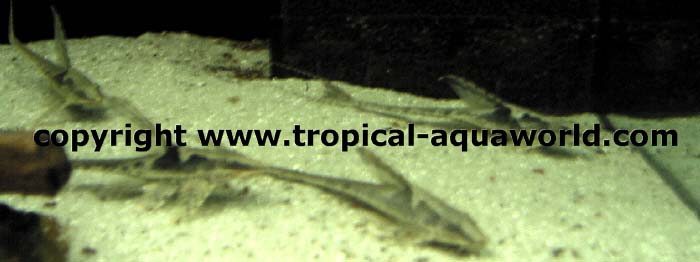 Sturisoma Aureum