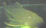 Baryancistrus sp