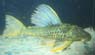 H. Luteus