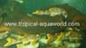 Hemiancistrus sp. Lemon Fin