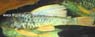 Hypostomus Luteus