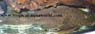 L 1 Glyptoperichthys joselimaianus