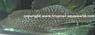 L 113 Megalancistrus Gigas