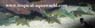 L 128 Ancistrinae sp