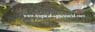 L 18 Baryancistrus sp. XL