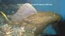 L 196a Glyptoperichthys cf. Lituratus