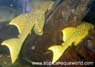 L 200  Hypostomus sp Hi Fin1