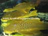 L 200  Hypostomus sp2